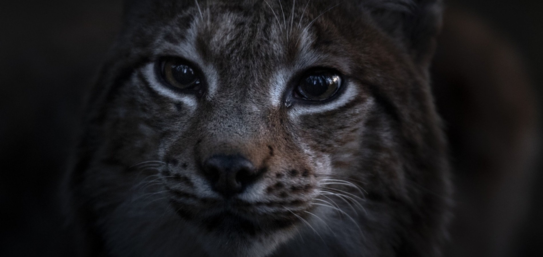 actualité Le Chant des forêts