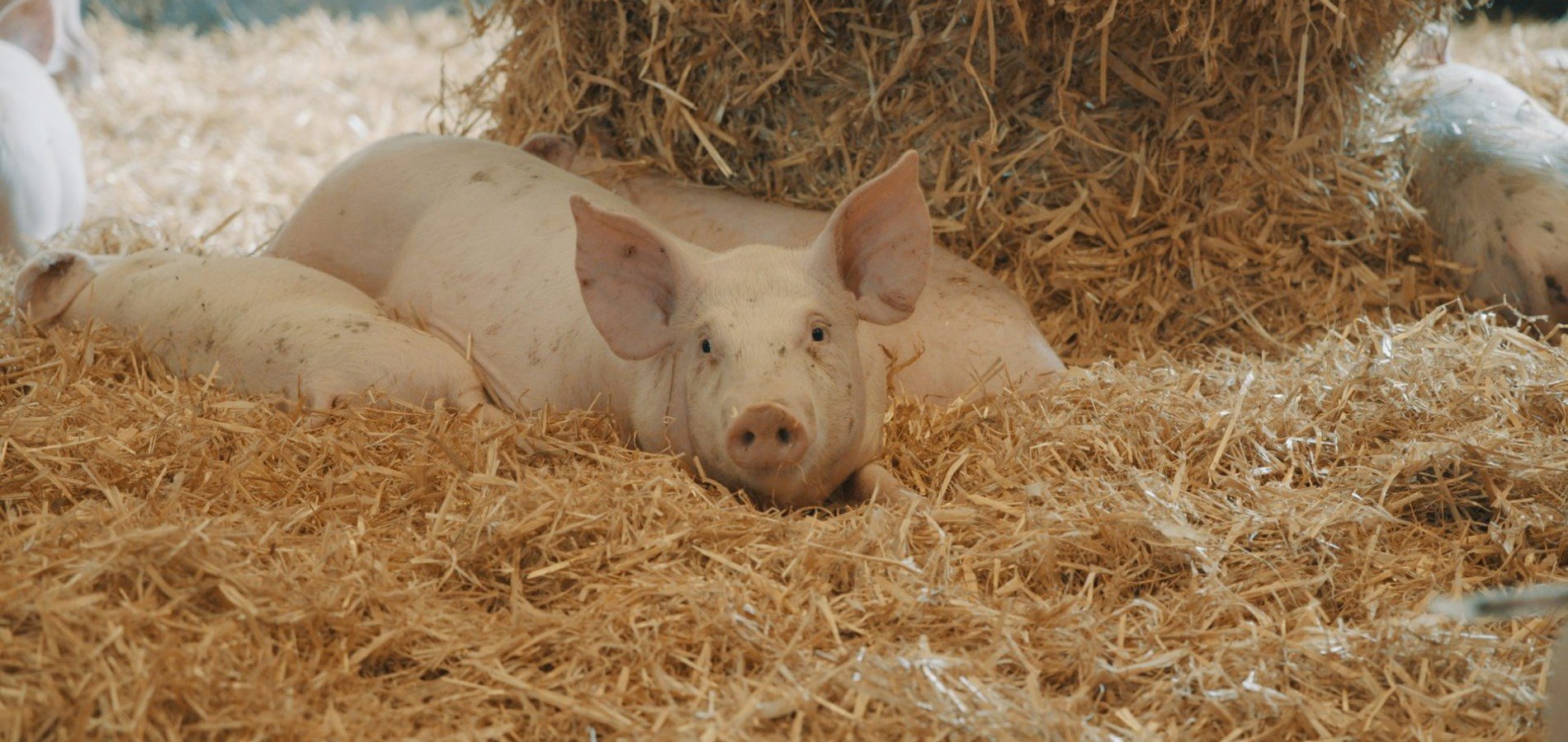actualité Sur la paille