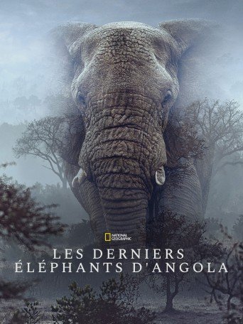 GHOST ELEPHANTS